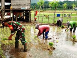 Babinsa Koramil 02/Pasimasunggu Dukung Ketahanan Pangan dengan Penanaman Padi di Selaya