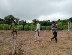 Gerakkan Bhabinkamtibmas, Polsek Bontomanai Selayar Jalankan Program Tanam Jagung di Seluruh Desa