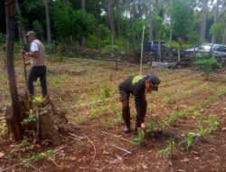 Polsek Bontomatene Selayar Lakukan Pemupukan dan Pantau Tanaman Jagung Ketahanan Pangan
