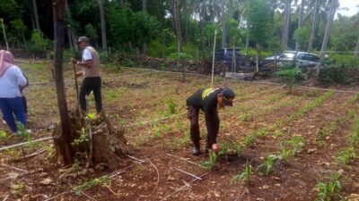 Polsek Bontomatene Selayar Lakukan Pemupukan dan Pantau Tanaman Jagung Ketahanan Pangan