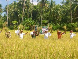 Bupati Selayar dan Wabup Panen Raya Padi Serentak di Desa Mare-Mare Kepulauan Selayar