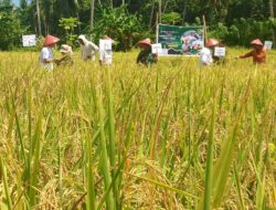 Dandim 1415/Selayar Hadir dalam Kegiatan Panen Raya Padi Tingkat Kabupaten Kepulauan Selayar