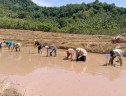 Ketahanan Pangan Bumdes Baji Pamai Desa Bonto Baru Gelar Penanaman Padi