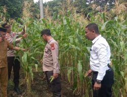 Polres Selayar Dukung Ketahanan Pangan Desa, Hadiri Panen Perdana BUMDes Bontomarannu