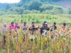 Program Ketahanan Pangan, 2 Desa Binaan Polres Kepulauan Selayar Panen Raya