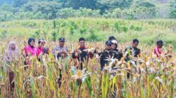 Program Ketahanan Pangan, 2 Desa Binaan Polres Kepulauan Selayar Panen Raya
