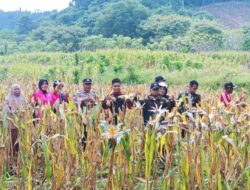Program Ketahanan Pangan, 2 Desa Binaan Polres Kepulauan Selayar Panen Raya