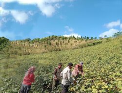 Dukung Ketahanan Pangan, Bhabinkamtibmas Kalepadang Panen Kacang Hijau Bersama Petani