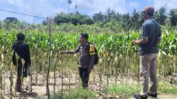 Dikawal Polisi Penggerak, Kebun Jagung Bumdes di Pastim Siap Panen Awal Oktober