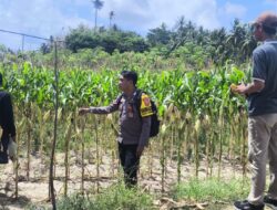 Dikawal Polisi Penggerak, Kebun Jagung Bumdes di Pastim Siap Panen Awal Oktober